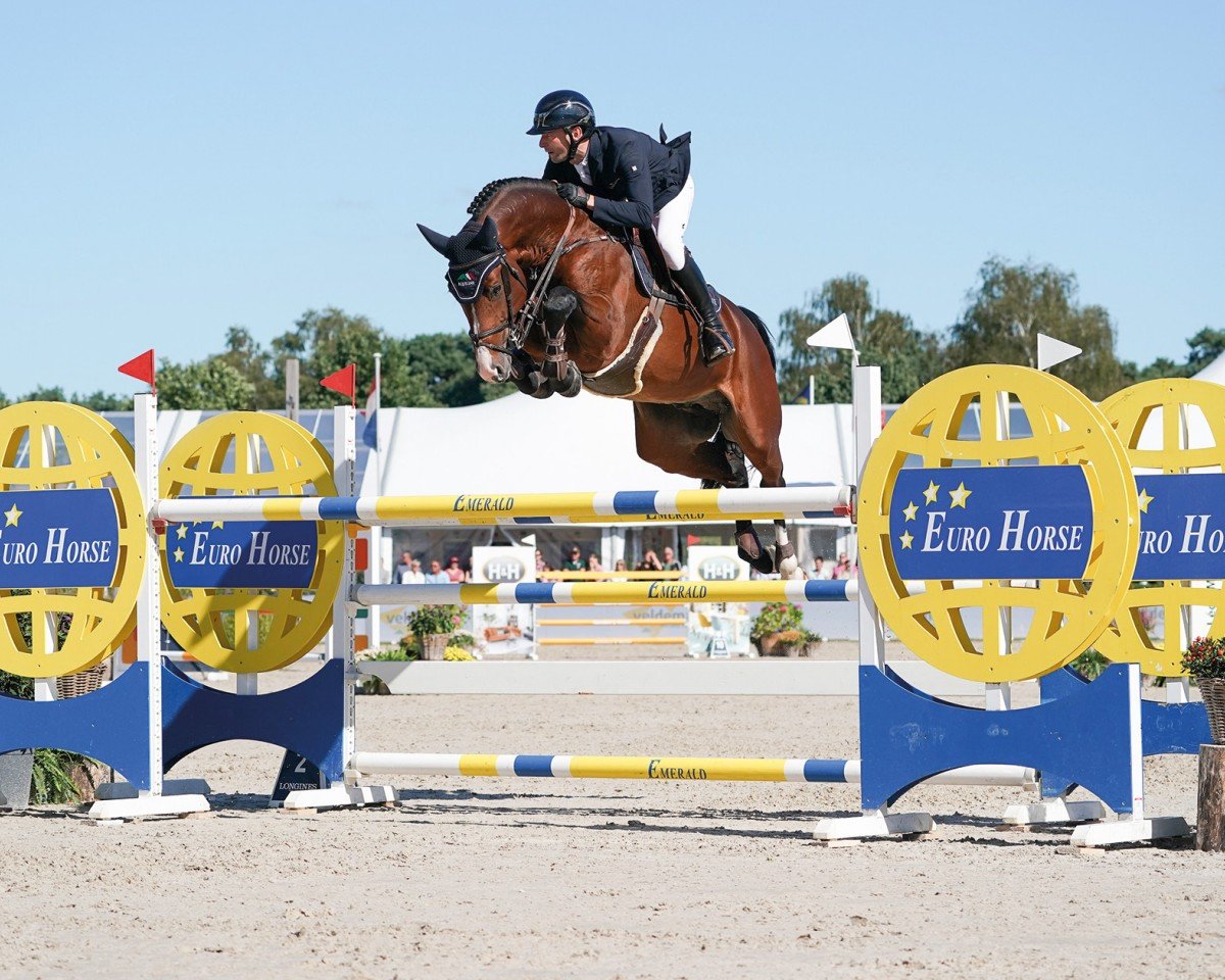 stallion Chaloubino PS OLD (Oldenburg show jumper, 2017, from Chacoon Blue)
