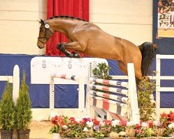 jumper Everett (Oldenburg show jumper, 2021, from Emerald van 't Ruytershof)