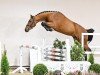 jumper Ogano Junior (Oldenburg show jumper, 2021, from Ogano Sitte)