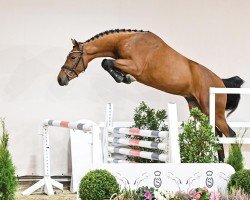 jumper Ogano Junior (Oldenburg show jumper, 2021, from Ogano Sitte)