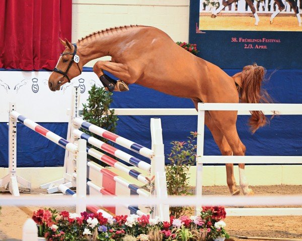 jumper Pascadell (KWPN (Royal Dutch Sporthorse), 2021, from Pegase van 't Ruytershof)
