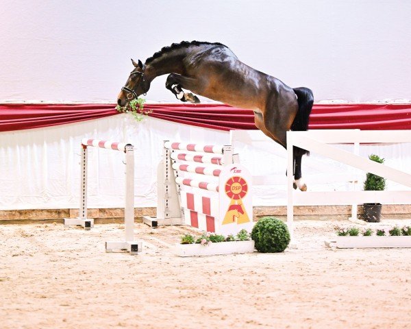 jumper Uricon (German Sport Horse, 2021, from Uricas van de Kattevennen)