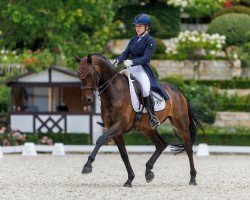 dressage horse Frandanus (Oldenburg, 2014, from Franziskus FRH)