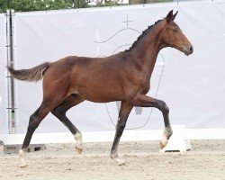 dressage horse Zodiac (Westphalian, 2023, from Zoom)