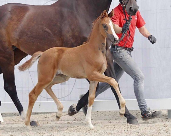 foal by Bambi (Westphalian, 2023, from By your Side 3)