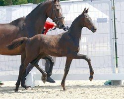 dressage horse First Love (Westphalian, 2023, from First Deal)