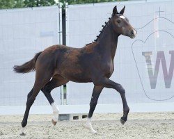 dressage horse Zappalotti (Westphalian, 2023, from Zoom)