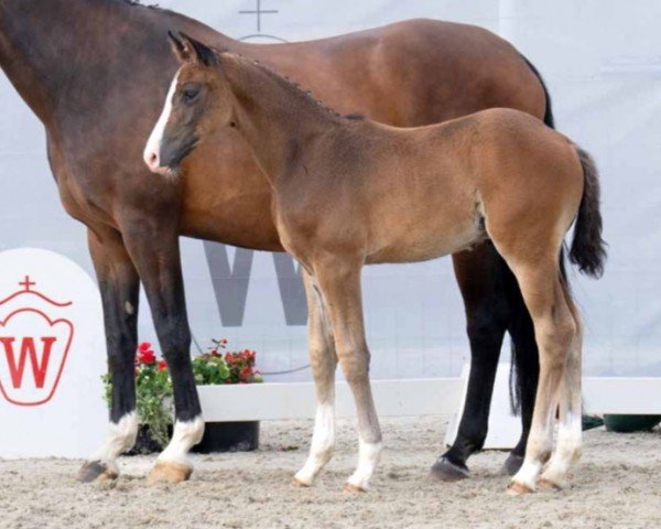 dressage horse Hengst von Diamantenglanz / Floresco (Westphalian, 2023, from Diamantenglanz)