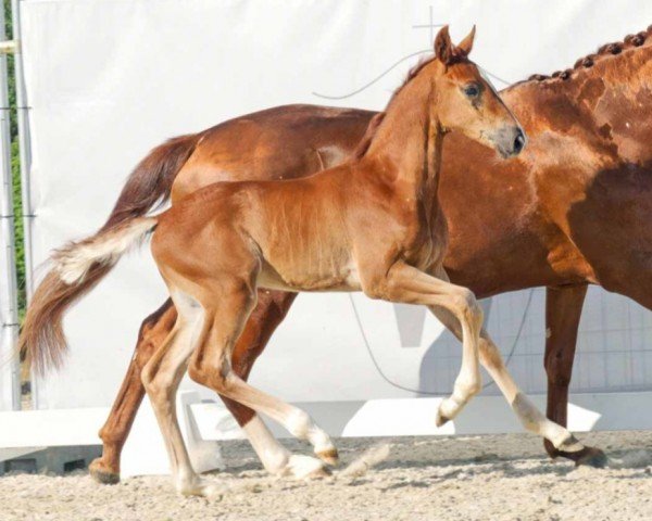 dressage horse Fulminant (Westphalian, 2023, from Flashdancer)