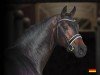 stallion Flashdancer (Hanoverian, 2019, from For Dance)