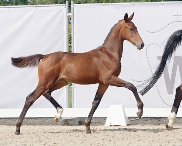 dressage horse Sambuca (Westphalian, 2023, from Skyline To B)