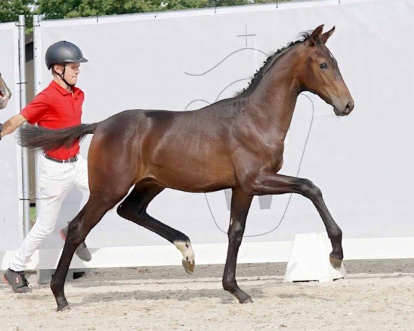 dressage horse Matheo JD (Westphalian, 2023, from Majestic Taonga)