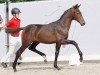 dressage horse Matheo JD (Westphalian, 2023, from Majestic Taonga)