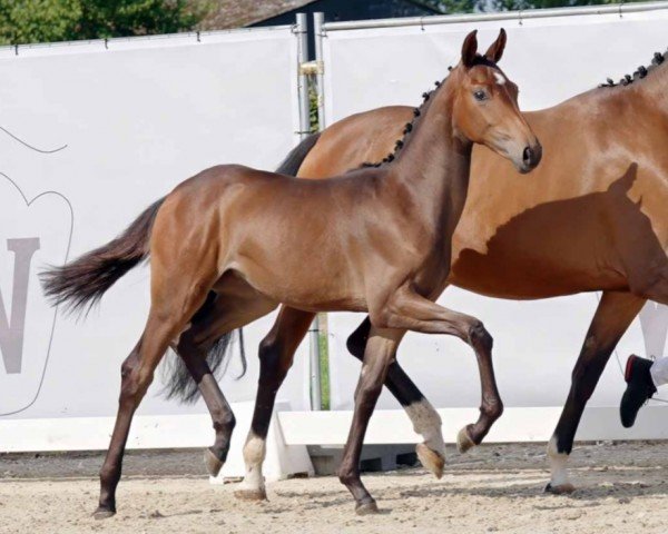 Dressurpferd Stute von Franziskus / Hickstead White (Westfale, 2023, von Franziskus FRH)