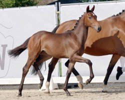 dressage horse Stute von Franziskus / Hickstead White (Westphalian, 2023, from Franziskus FRH)