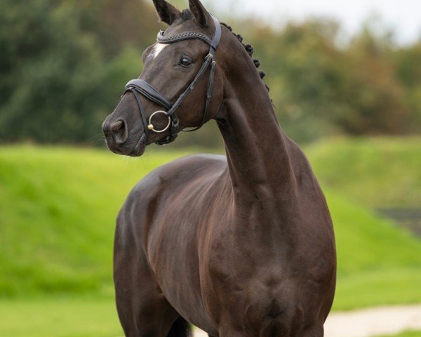 Dressurpferd Galiano (Oldenburger, 2018, von Kastel's Grand Galaxy Win)