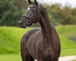 dressage horse Galiano (Oldenburg, 2018, from Kastel's Grand Galaxy Win)