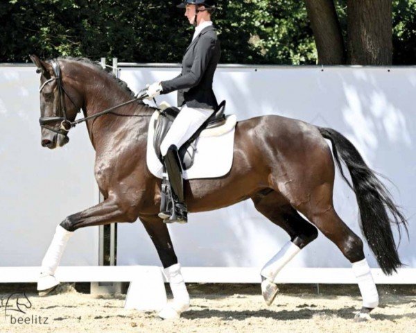 dressage horse Viniro (Hanoverian, 2018, from Vitalis)
