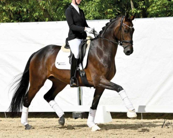 dressage horse Quexibeau (Hanoverian, 2018, from Quantensprung 3)