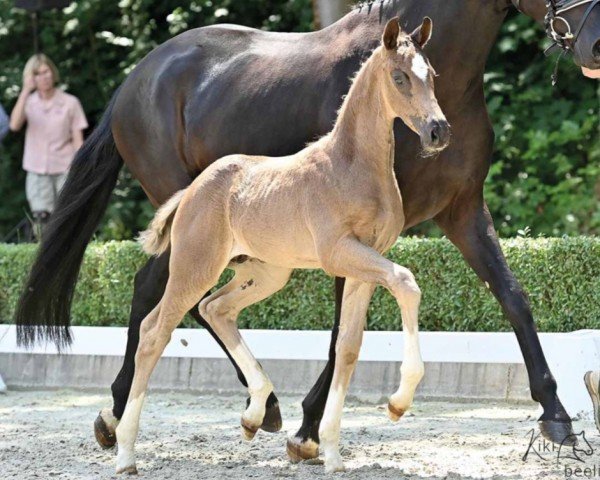 dressage horse Diolinor (Hanoverian, 2022, from Danone 4)