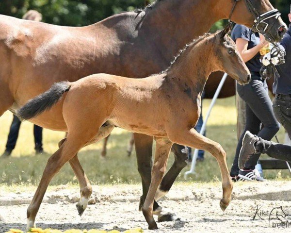 dressage horse Vero Vita (Hanoverian, 2022, from Va' Pensiero)