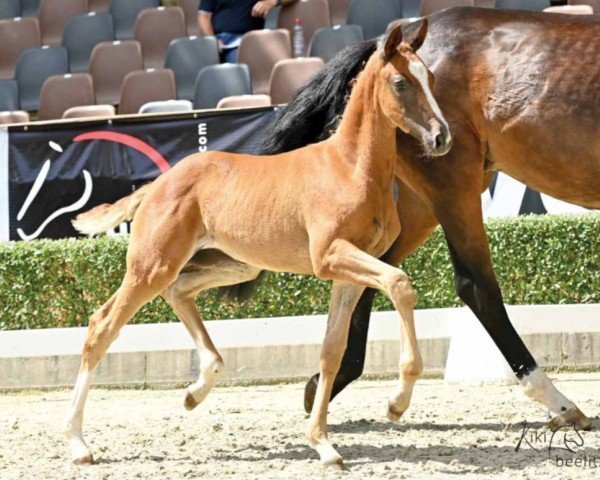 dressage horse Dariana (Hanoverian, 2022, from Damaschino)
