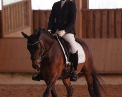 horse Aluna 23 (German Riding Pony, 2016, from Diamant)