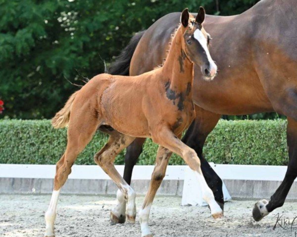 dressage horse Quinnley (Hanoverian, 2022, from Q-Sieben OLD)