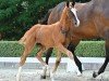 dressage horse Quinnley (Hanoverian, 2022, from Q-Sieben OLD)