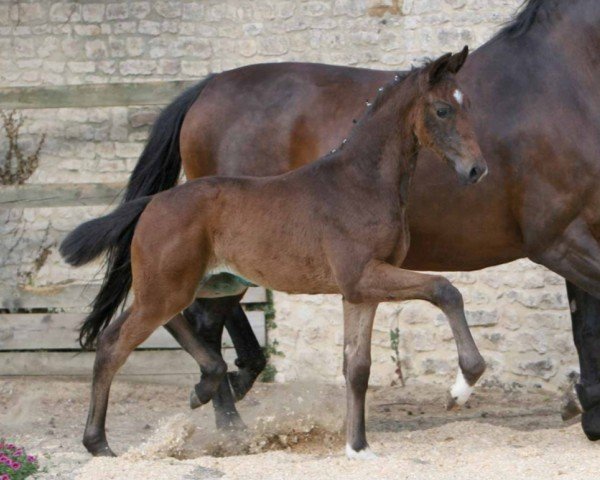dressage horse Ilmenau (Hanoverian, 2022, from In My Mind NRW)