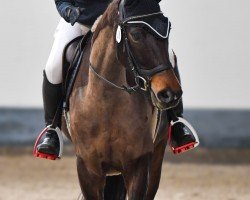 broodmare Penelope 403 (Hanoverian, 2016, from Perigueux)