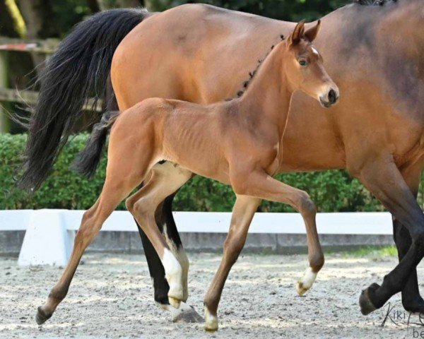 dressage horse Very Smart (Hanoverian, 2022, from Va' Pensiero)