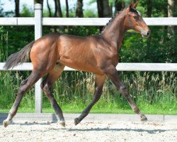 Springpferd Odario van Kattebeek (Belgisches Warmblut, 2014, von Stakkato)