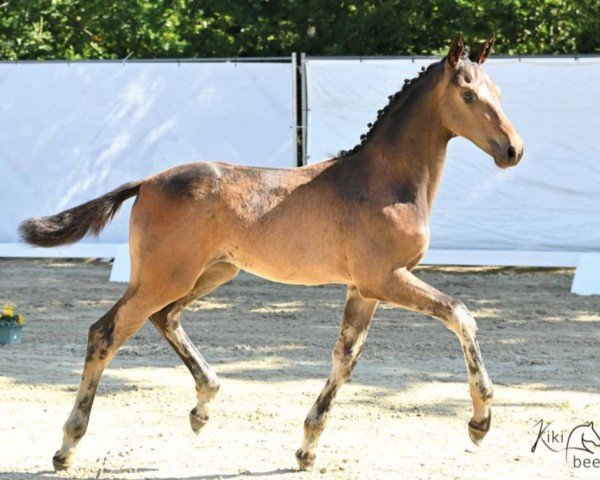 dressage horse Dunhill (Hanoverian, 2022, from Damaschino)