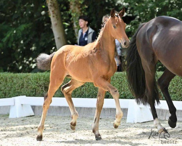 dressage horse Vie en Rouge (Hanoverian, 2022, from Va' Pensiero)