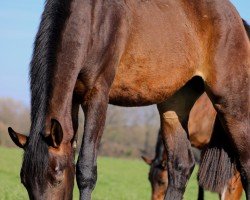 dressage horse Showtime PW (Westphalian, 2022, from Salitos)