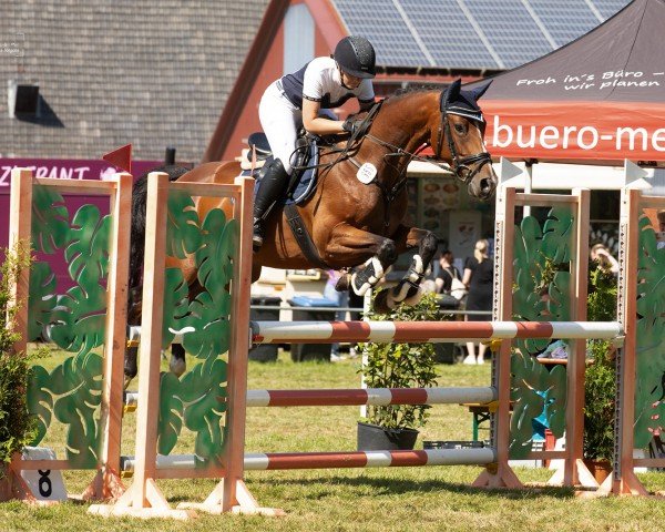 jumper Mina de Diamant (KWPN (Royal Dutch Sporthorse), 2017, from Diamant de Landor)