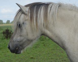 horse Yanka (Fjord Horse, 2008, from Isidor)