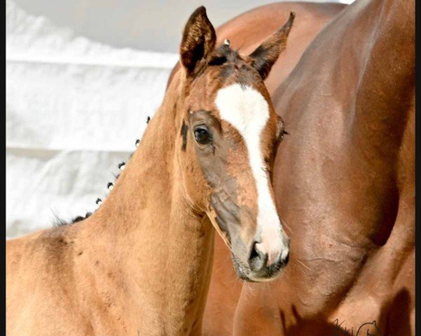 dressage horse Bonamico (Oldenburg, 2022, from Borsalino)