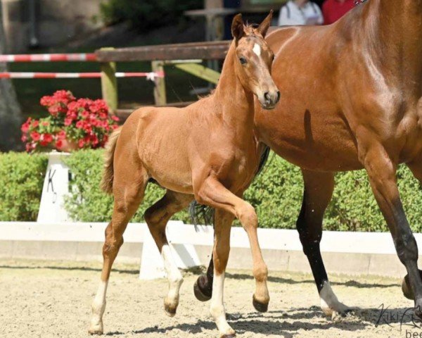 dressage horse Va Fiero (Hanoverian, 2022, from Va' Pensiero)