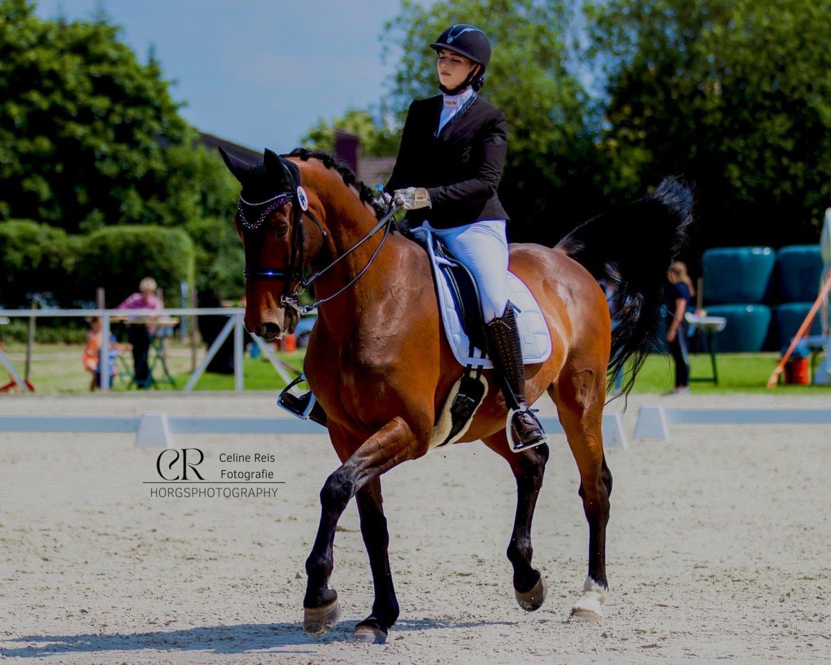 Springpferd Le Petit Prince Doruto (KWPN (Niederländisches Warmblut), 2008, von Elcaro)