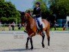 jumper Le Petit Prince Doruto (Swedish Warmblood, 2008, from Elcaro)