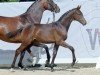 dressage horse Hengst von Secret Game / Franziskus (Westphalian, 2022, from Secret Game)