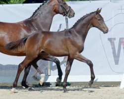 dressage horse Hengst von Secret Game / Franziskus (Westphalian, 2022, from Secret Game)