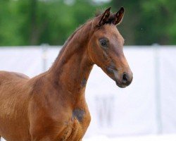 dressage horse Secret Touch (Westphalian, 2022, from Secret Game)