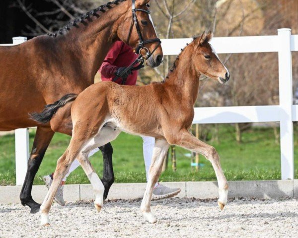 Dressurpferd Fenomenal (Deutsches Sportpferd, 2023, von Fanegro)