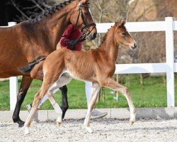 dressage horse Fenomenal (German Sport Horse, 2023, from Fanegro)