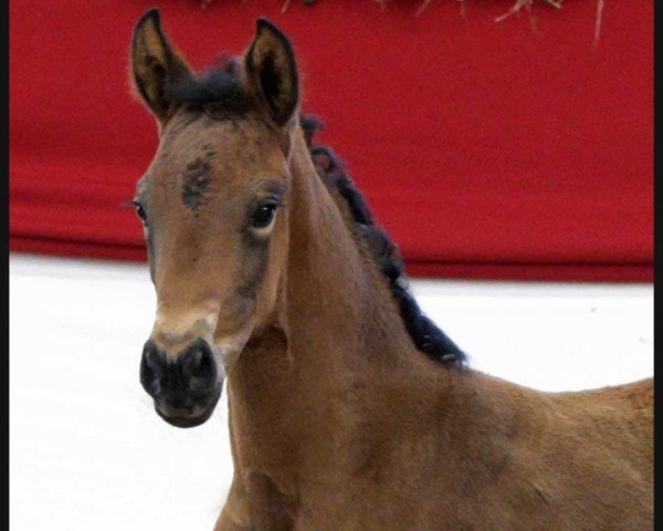 dressage horse Baronesse (German Sport Horse, 2023, from Bonds)