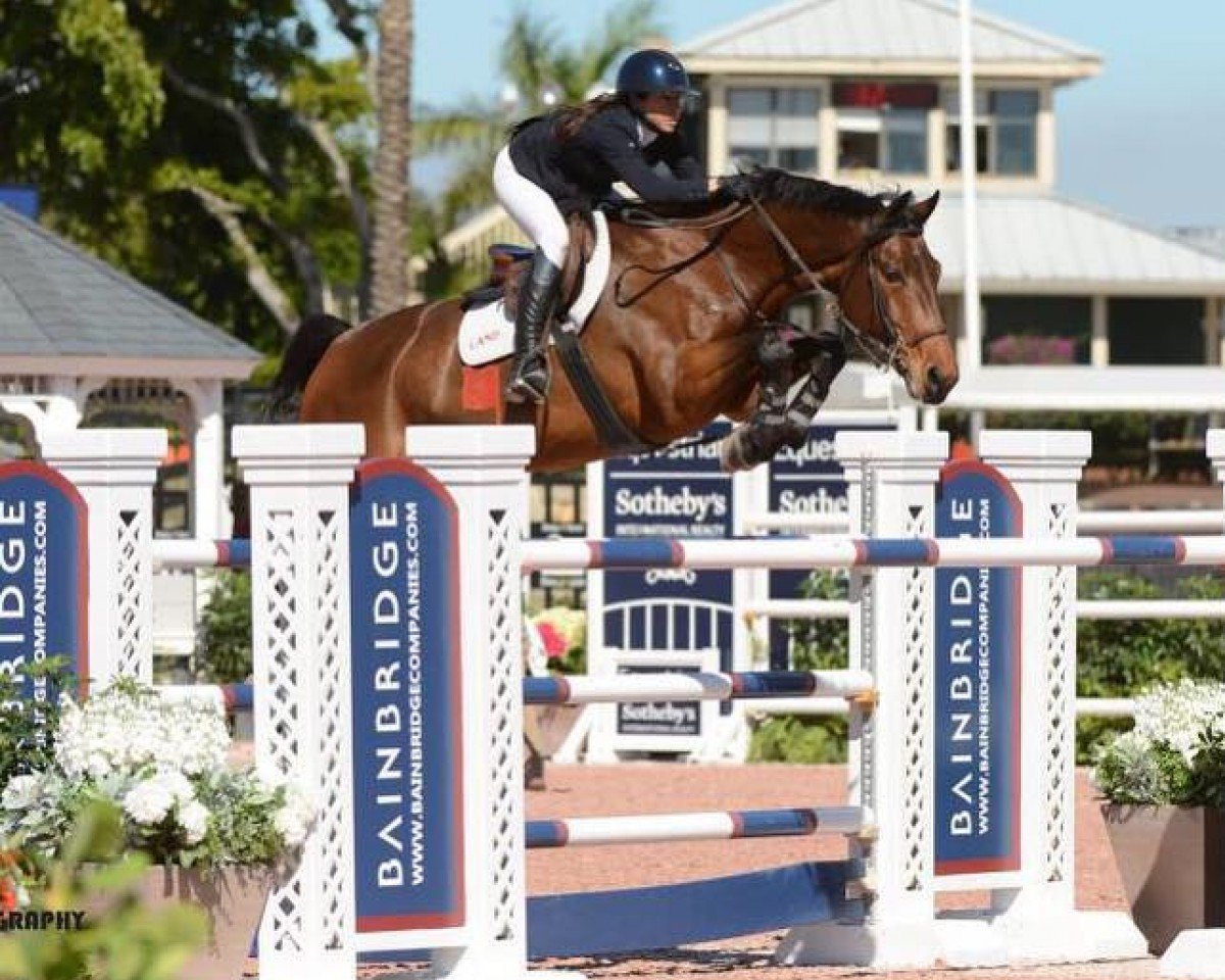 jumper Falco V (KWPN (Royal Dutch Sporthorse), 2010, from Bustique)