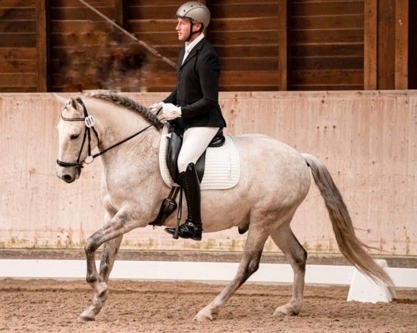 Dressurpferd Gribaldi 4 (Lusitano, 2011, von T-Malibu Plan)